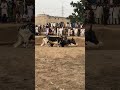 High Speed Bulls Circle Race Competition #villagelife #shortvideo #shorts
