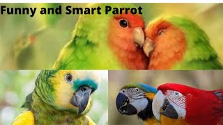 Funny and smart parrot| THE ANIMALS #CUTE_PARROT screenshot 5