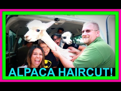 alpaca-haircut!-|-lost-kitten!