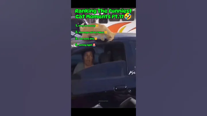 Video 11338801: cat fails kitten, cat kitten playing, funniest cats, funny pet love