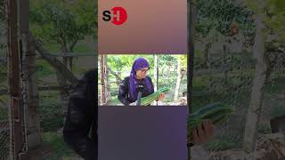 Görenler İnanamiyor Bu Kabağin Boyu 70 Santi̇m