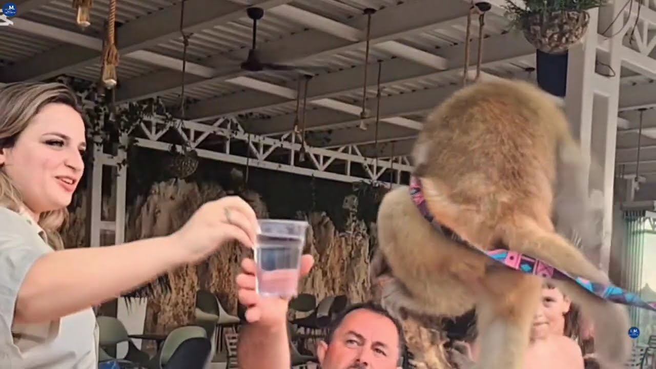 Johnny the Funny Monkey – Making Everyone Laugh  🐒😂  Xhoni  Steals the Show at Mucobega Beach 🌊☀️