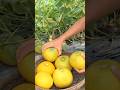 Harvesting oriental melons from my garden #harvesting #melon #garden #amazing #fruit #satisfying