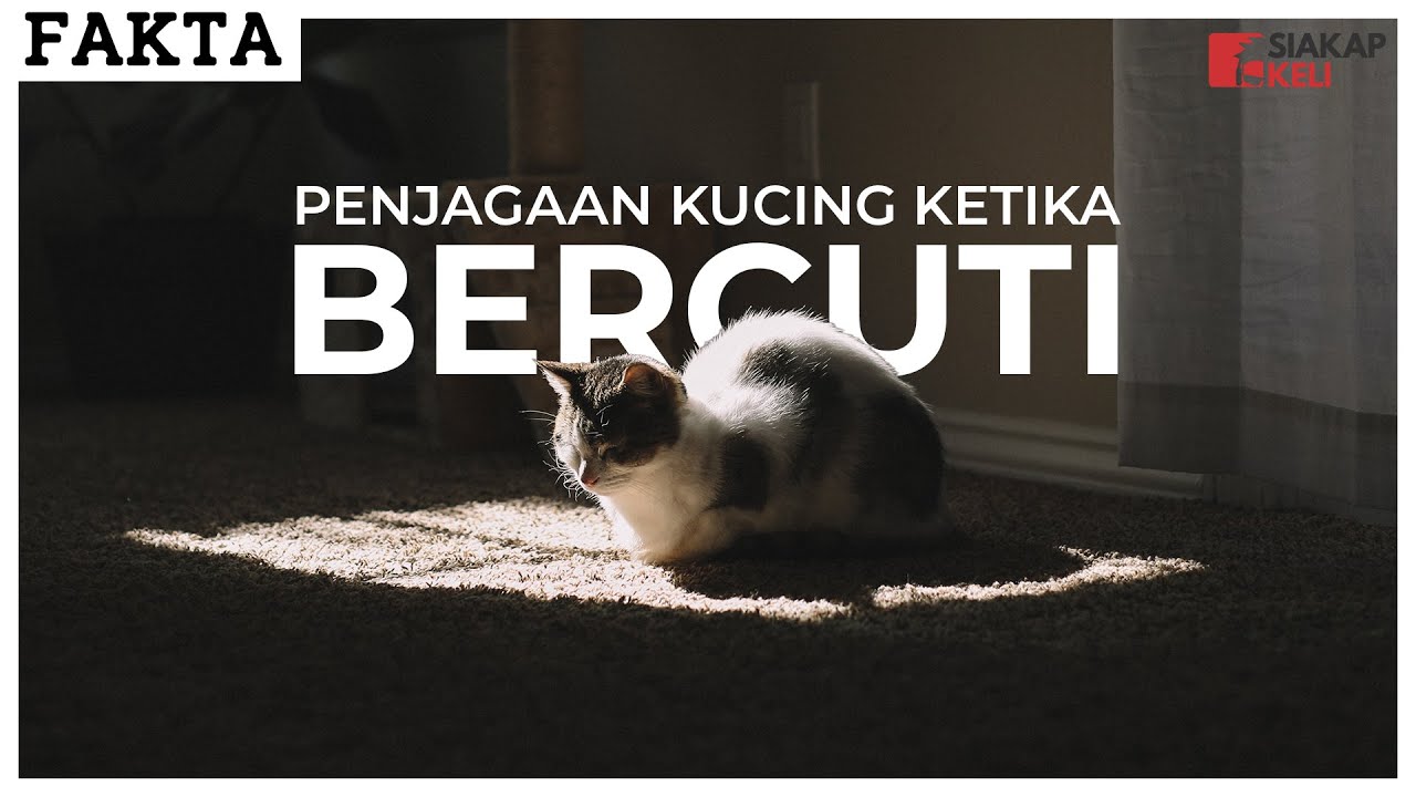 Tips Mudah Tinggal Kucing Di Rumah Tanpa Perlu Risau Ketika Keluar Bercuti