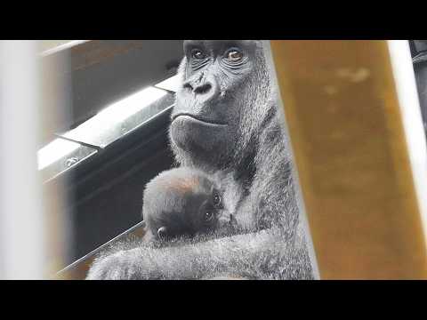 Santaro's Daily Routine: Cuddles, Milk, and a Nap | Kyoto City Zoo