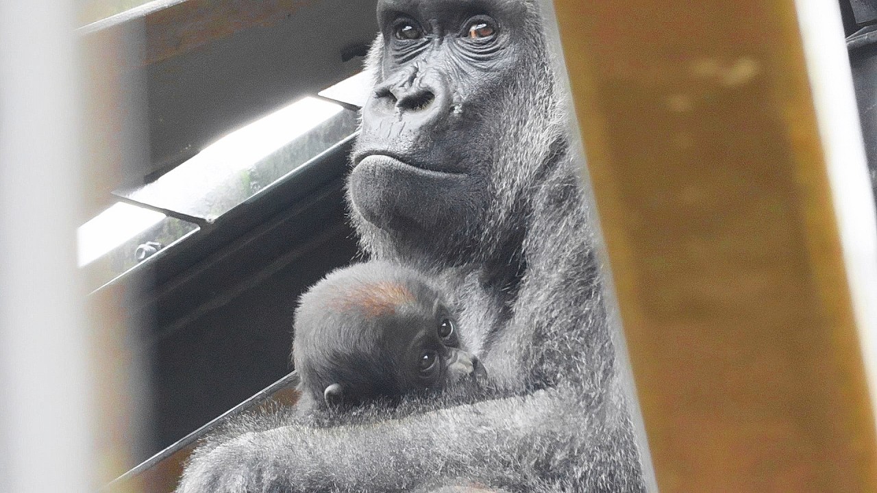 ゴリラのため息 さとるちゃんセット Santaro's Daily Routine: Cuddles, Milk, and a Nap | Kyoto City Zoo