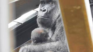 Santaro's Daily Routine: Cuddles, Milk, and a Nap | Kyoto City Zoo