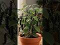 How to Grow Black Paper/Kali Mirch At Home!Easy to Grow By Seed!#short#viral#tranding