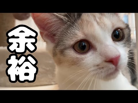 【衝撃】空き家に住む美人子猫がうさの家にやってきた