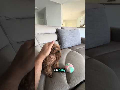 🐶✨ Maybe, a Maltipoo Minúscula Que Parece um Ursinho! 🧸#Maybe #Maltipoo #TinyDog