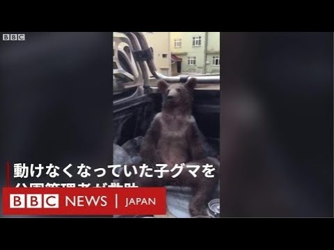 ヒグマの子どもがハイに　「マッド・ハニー」の食べ過ぎか＝トルコ