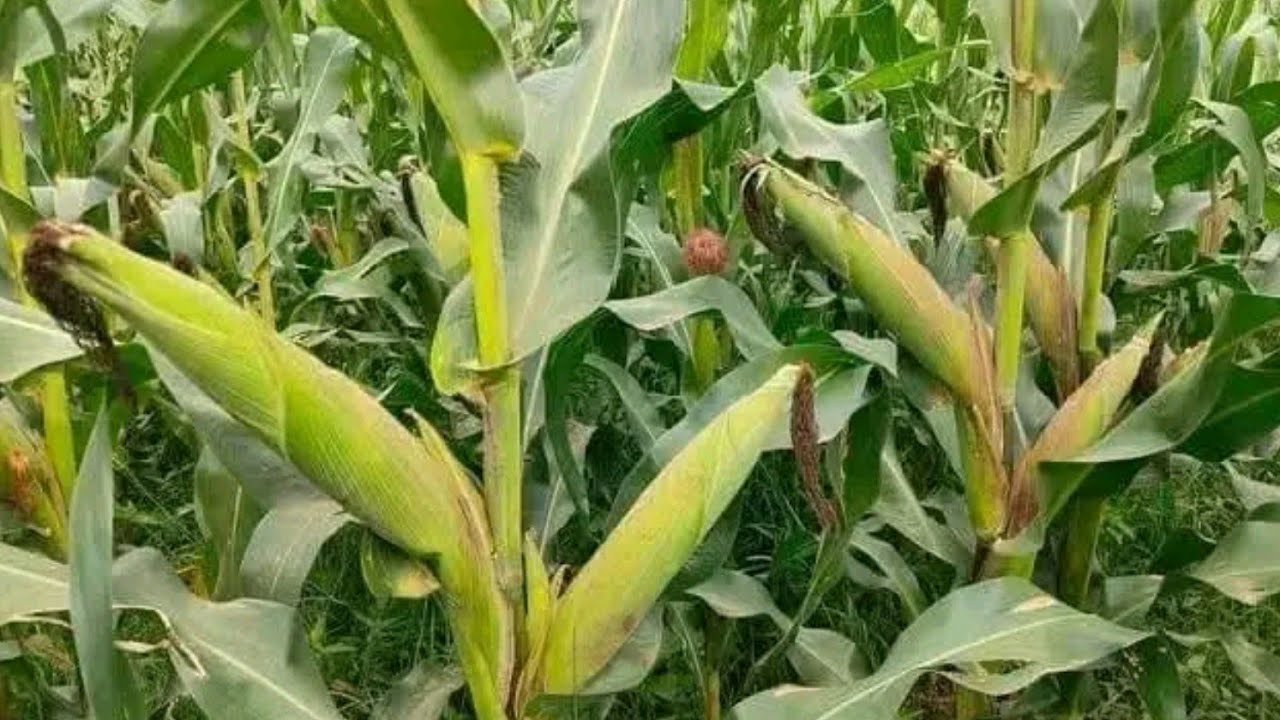 YATOYE UBUHINGA BWO KURIMA ADAKORESHEJE AMASE NA ANGRAIS ARIKO YIMBURA VYINSHI CANE