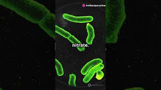 Microbes That Breathe Nitrate Are Hiding Everywhere
