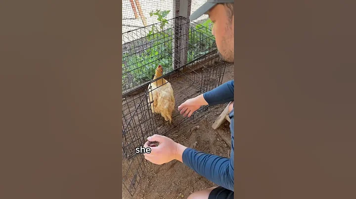 My chicken is a criminal… - DayDayNews