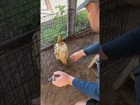 Wideo: Wychowywanie kurczaków (pieszczoch, który płaci za siebie)