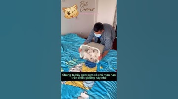 Những chú mèo xinh xắn, bạn muốn nuôi mấy chú? - Pet Corner