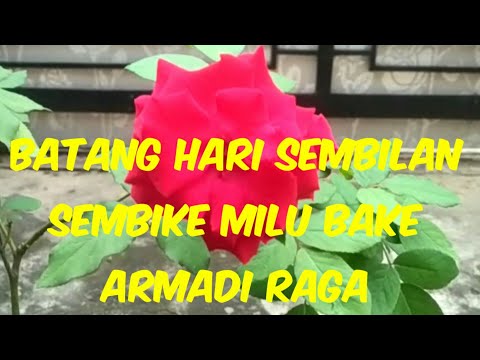 SEMBIKE MILU BAKE Cipt: Armadi raga || gtr \u0026 Voc : Ali imron || Batanghari sembilan sum-sel