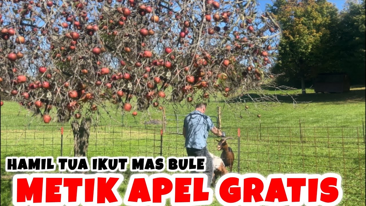 Metik Ramping METIK APEL GRATIS - YouTube