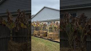 Putting Banana Plants To Sleep For Winter