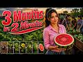 Watermelon Farming Timelapse 🍉 | 90 Days in 2 Minutes | From Seed to Harvest &amp; Table