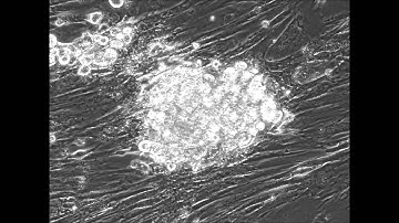Direct reprogramming of mouse fibroblasts into cardiomyocytes with chemical cocktails