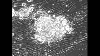 Direct reprogramming of mouse fibroblasts into cardiomyocytes with chemical cocktails