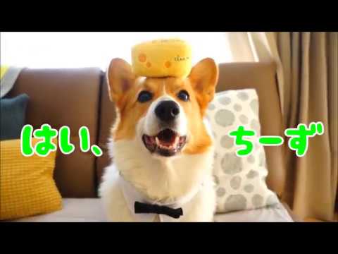 Doggy Boxがやって来てよろこぶコーギー。