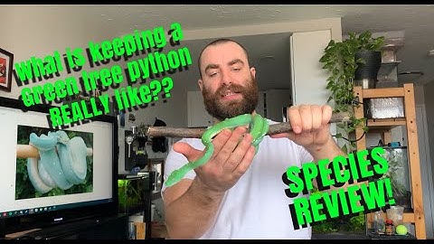 SPICY SPECIES REVIEW: GREEN TREE PYTHONS | whats it really like owning a green tree python?