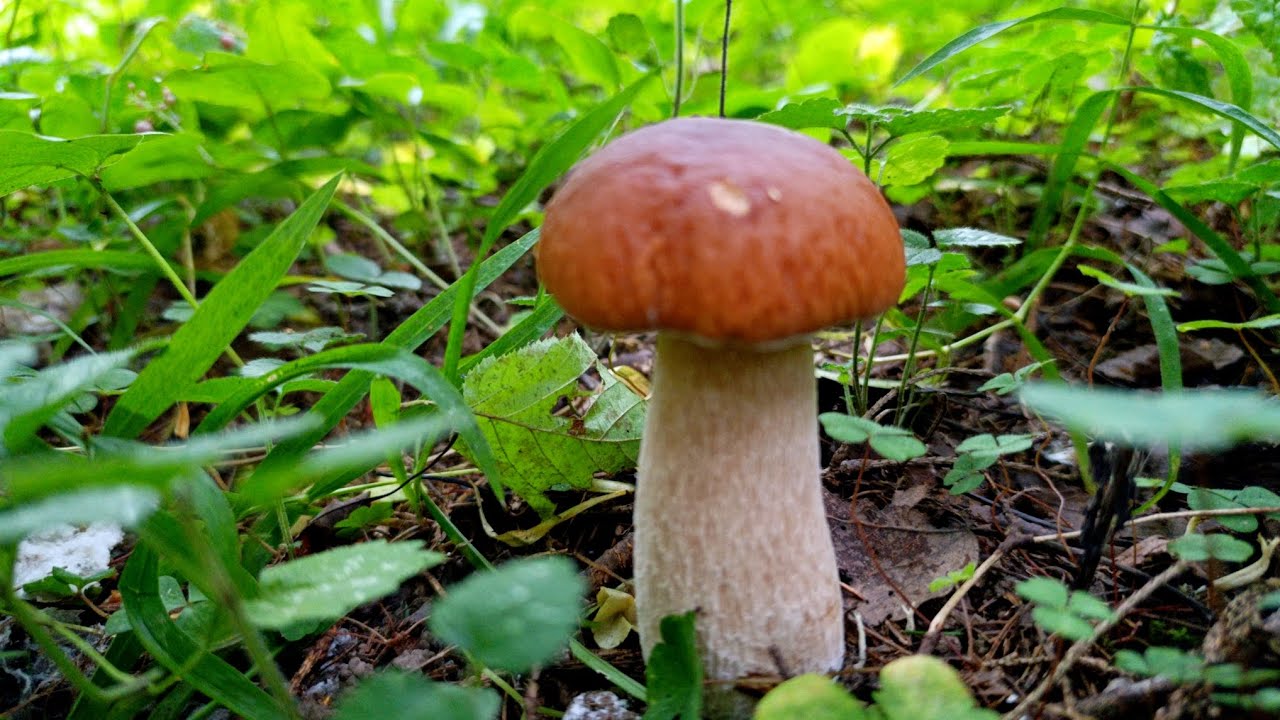 Лёгкая прогулка по грибным местам. 04.09.2025