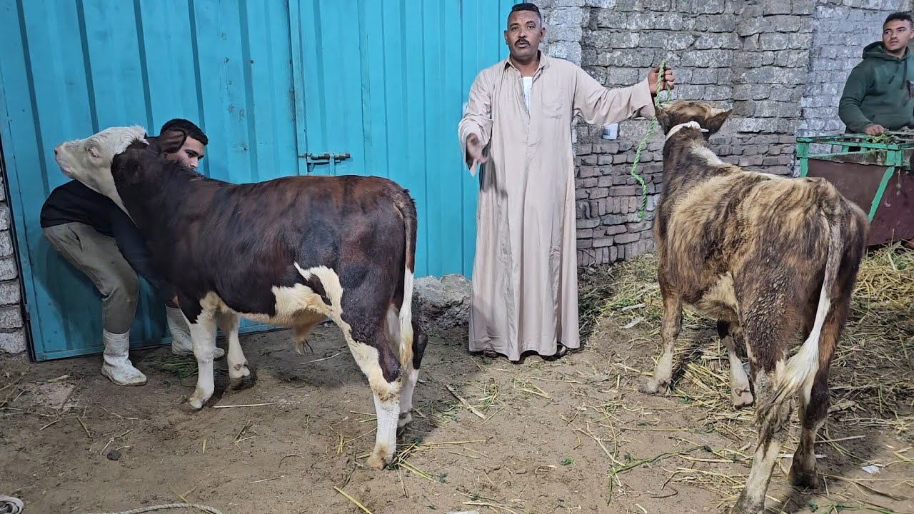 قنبلة جديدة من مزرعة الاخلاص .. السوق كله مستنيها 🔥🔥🔥 دمار شامل في اسعار السلالات البيور الأصلي