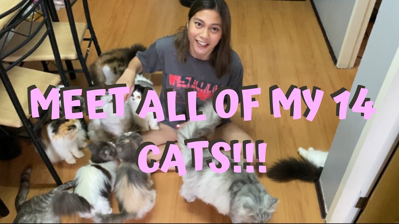 VLOG #9: SHOWING YOU ALL OF MY CATS!