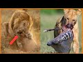 6 Merciless Moments When Male Lions Attack Their Prey