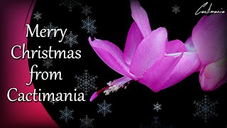 Merry Christmas & Happy New Year from Cactimania