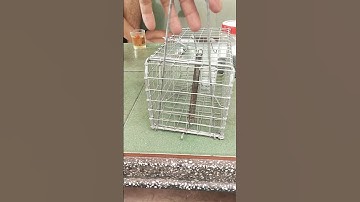 Lồng bẫy chuột cống nhum bẫy mồi, anh em tham khảo #bẫychuột #baychuotcongnhum