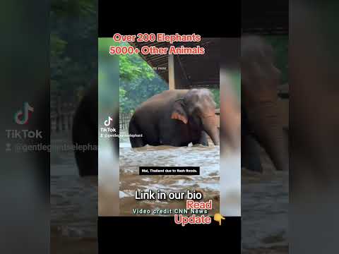 🚨🐘Details in Comments!
