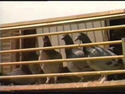 Video: Da li golubovi prenose bolesti?
