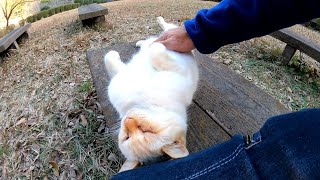 ベンチに野良猫がいたので隣に座ってナデナデしたら喜んでゴロンゴロン転がった