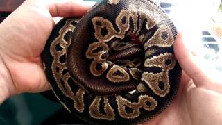 Ball Pythons: Firefly and Cinnamon