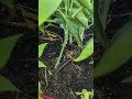 How to grow more food in less space
