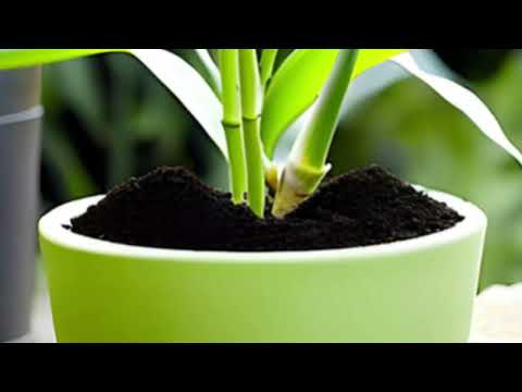 Supercharge Your Lucky Bamboo Growth | Grow Healthy Lucky Bamboo | TIPS ? u0026 TRICKS ?