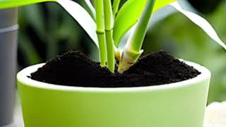Supercharge Your Lucky Bamboo Growth Grow Healthy Lucky Bamboo Tips Tricks 