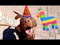MY DOGS 4TH BIRTHDAY PARTY!!