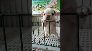 baby french bulldog so smart #dog #subscribe #foryou #viral