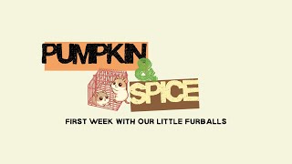 First Week With Our Hamsters Pumpkin Spices Cute Adventures