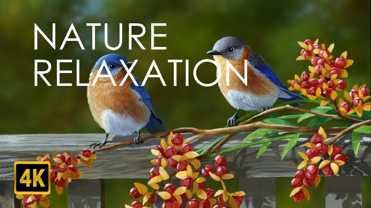 Bird Songs - Birds Singing in the Forest - Nature Relaxation | Nature ...
