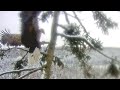 Jūras ērgļis~Ringed eagle landed on the nest tree~2:53 pm 2023/12/12