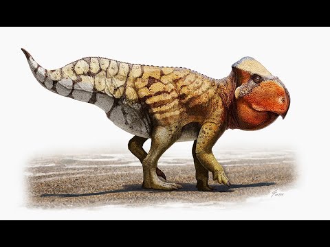 Vídeo: Onde vivia o ceratopsiano?