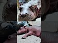 Colombian baby hippo descended from Escobar herd dies after rescue | AFP