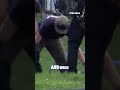 DEADLY GATOR ATTACK: Florida man killed #alligator #shorts #florida #usa #us
