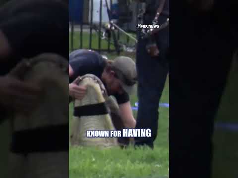 DEADLY GATOR ATTACK: Florida man killed #alligator #shorts #florida #usa #us